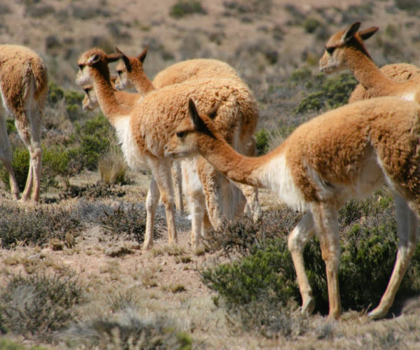 Cusco to Arequipa via Colca Canyon & Salinas y Aguada Blanca Reserve ...